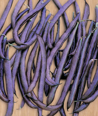 Purple King Purple Pole Bean